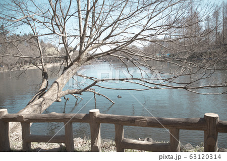 井の頭公園 水鳥 井の頭公園 水鳥 63120314