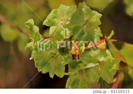 美しい御衣黄桜 63120315