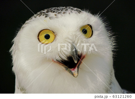 シロフクロウ シロフクロウ 63121260