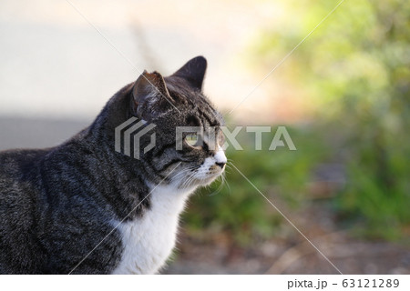 見つめる猫 63121289