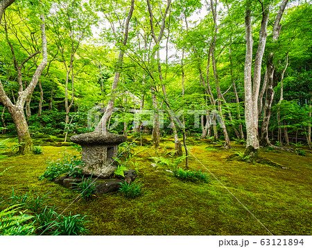 春の京都　祇王寺 63121894