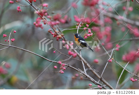 ムギマキのオス 63122061