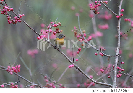 ムギマキ 63122062