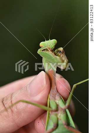ムネアカハラビロカマキリ 63122413
