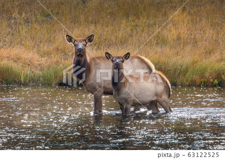 Deers standing in middle of river. 63122525