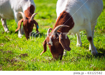 Goats grazing on a daily farm 63122582