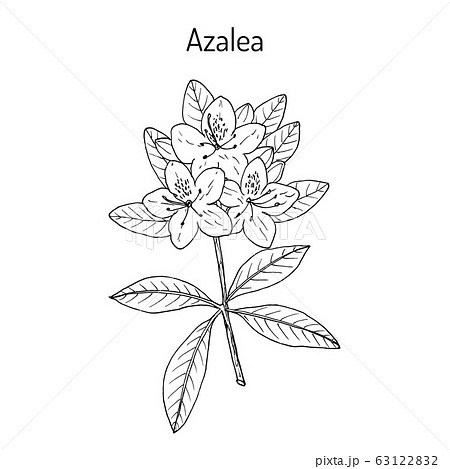 Azalea Rhododendron Obtusum Ornamental And のイラスト素材