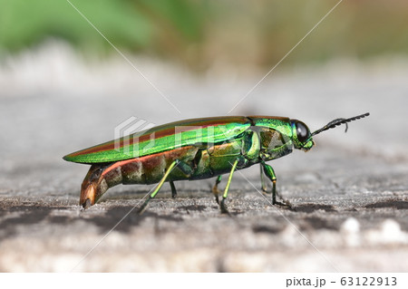 ヤマトタマムシの産卵 63122913