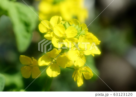 春の花:なの花:花壇 春の花:なの花:花壇 63123120