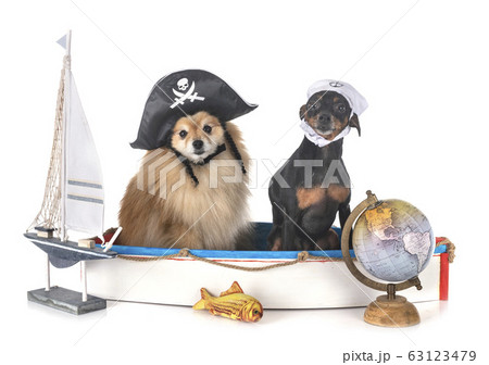 miniature pinscher and spitz 63123479