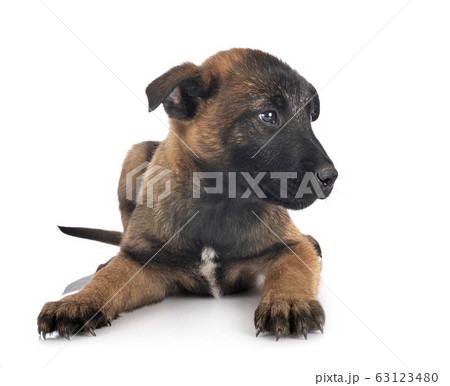 puppy malinois in studio 63123480