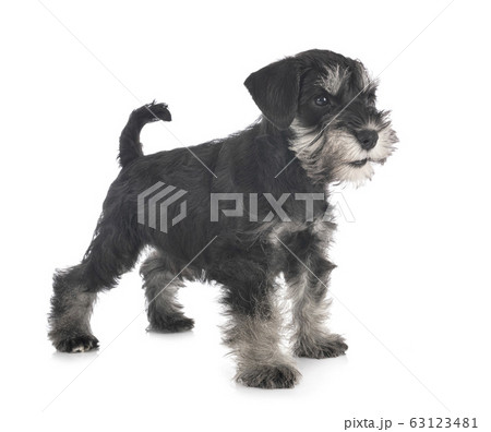miniature schnauzer in studio 63123481