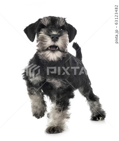 miniature schnauzer in studio 63123482