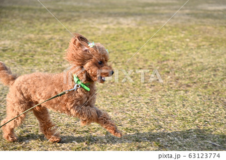 お散歩トイプードル 63123774