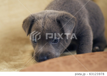 子犬 生後40日 仔犬 小犬 こいぬ puppy 犬 戌 戌年 干支 十二支 レトリバーラブラドール 子犬 生後40日 仔犬 小犬 こいぬ puppy 犬 戌 戌年 干支 十二支 レトリバーラブラドール 63123978