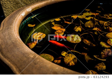 金魚 金魚 63124293