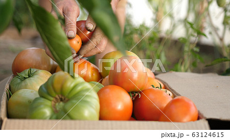 Woman's hand is harvesting tomatoes into a box in greenhouse. Concept organic ecological farming 63124615