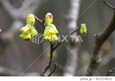 トサミズキの花 63124632