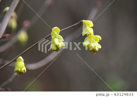 トサミズキの花 63124633