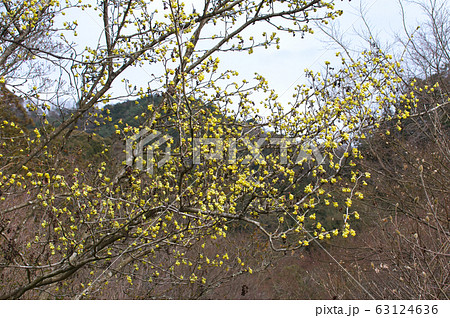 トサミズキの花 63124636
