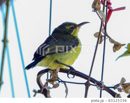 Beautiful baby bird in my garden (Olive-backed Sunbird) 63125156