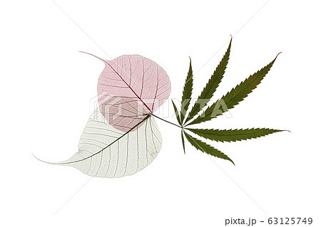 Dried hemp and colorful skeleton leaves on white Dried hemp and colorful skeleton leaves on white 63125749