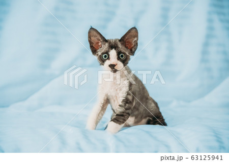 Funny Curious Young Gray Devon Rex Kitten Sitting At Home Sofa. Short-haired Cat Of English Breed Funny Curious Young Gray Devon Rex Kitten Sitting At Home Sofa. Short-haired Cat Of English Breed 63125941