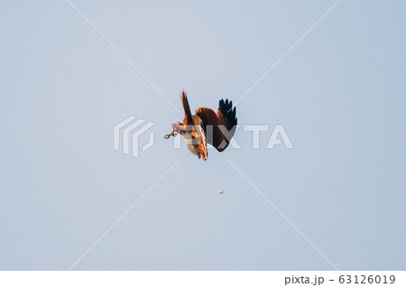 Goa, India. Brahminy Kite Throwing Crab In Flight In Blue Sky 63126019