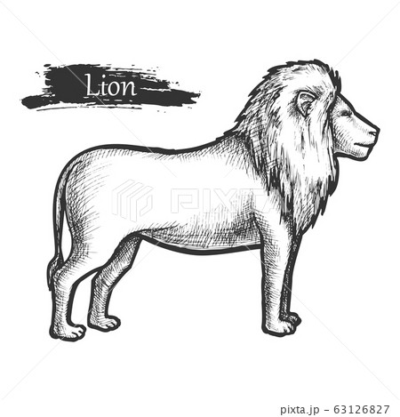 Roaring Lion #4 Drawing by CSA Images - Pixels