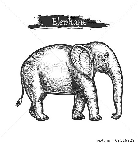 Elephant sketch zoo and African jungle wild animal Elephant sketch zoo and African jungle wild animal 63126828