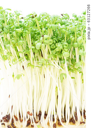 クレススプラウト 63127266