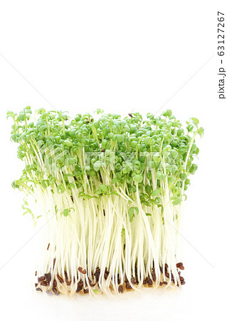 クレススプラウト 63127267