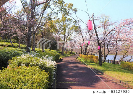 栂・美木多　桃山台桜まつり 63127986