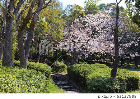 栂・美木多 桃山台桜まつり 栂・美木多 桃山台桜まつり 63127988