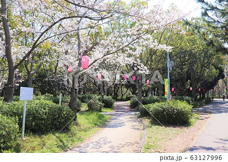 栂・美木多 桃山台桜まつり 栂・美木多 桃山台桜まつり 63127996