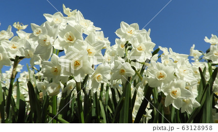 水仙　スイセン　ペーパーホワイト 63128958