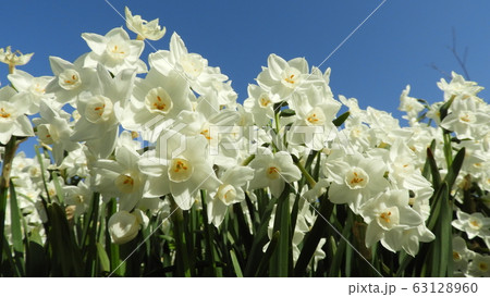 水仙　スイセン　ペーパーホワイト 63128960