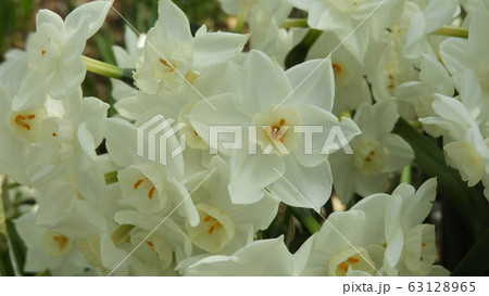 水仙　スイセン　ペーパーホワイト 63128965