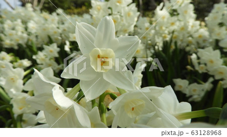 水仙 スイセン ペーパーホワイト 水仙 スイセン ペーパーホワイト 63128968