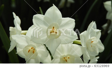 水仙　スイセン　ペーパーホワイト 63128969