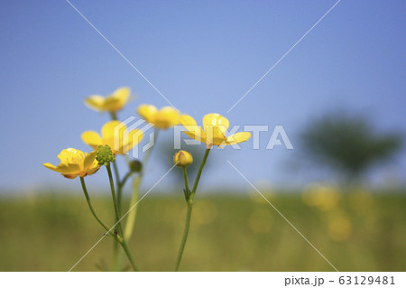 黄色の花 黄色の花 63129481