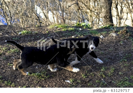 Starlings sit on a branch in the spring and sing 63129757