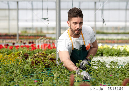 man working in a plant nursery man working in a plant nursery 63131844