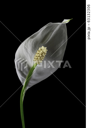 Lone white blooming calla flower Lone white blooming calla flower 63132306