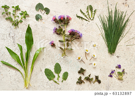 Lungwort, wild garlic, chickweed, young nettle and other wild edible plants collected in early spring Lungwort, wild garlic, chickweed, young nettle and other wild edible plants collected in early spring 63132897