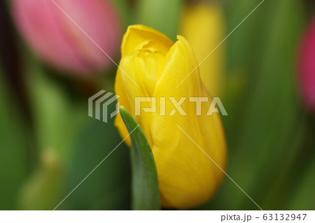 Beautiful bouquet varicoloured tulip 63132947