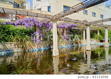 View of blooming Wisteria Sinensis plant on View of blooming Wisteria Sinensis plant on 63133096