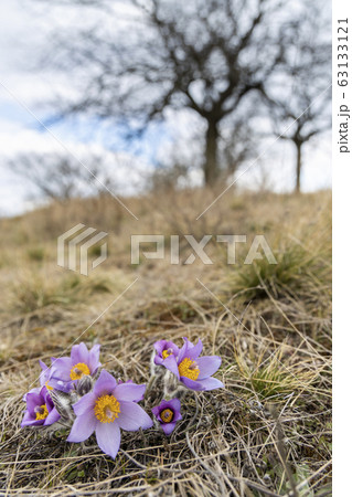 Pasque flower, National park Podyji, Southern Pasque flower, National park Podyji, Southern 63133121