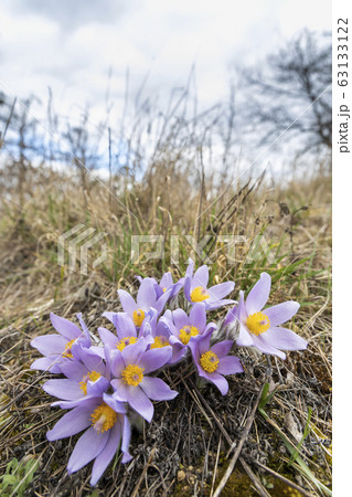 Pasque flower, National park Podyji, Southern 63133122