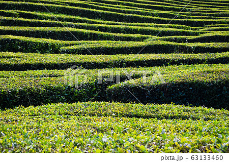Tea plantations on Azorean island  63133460